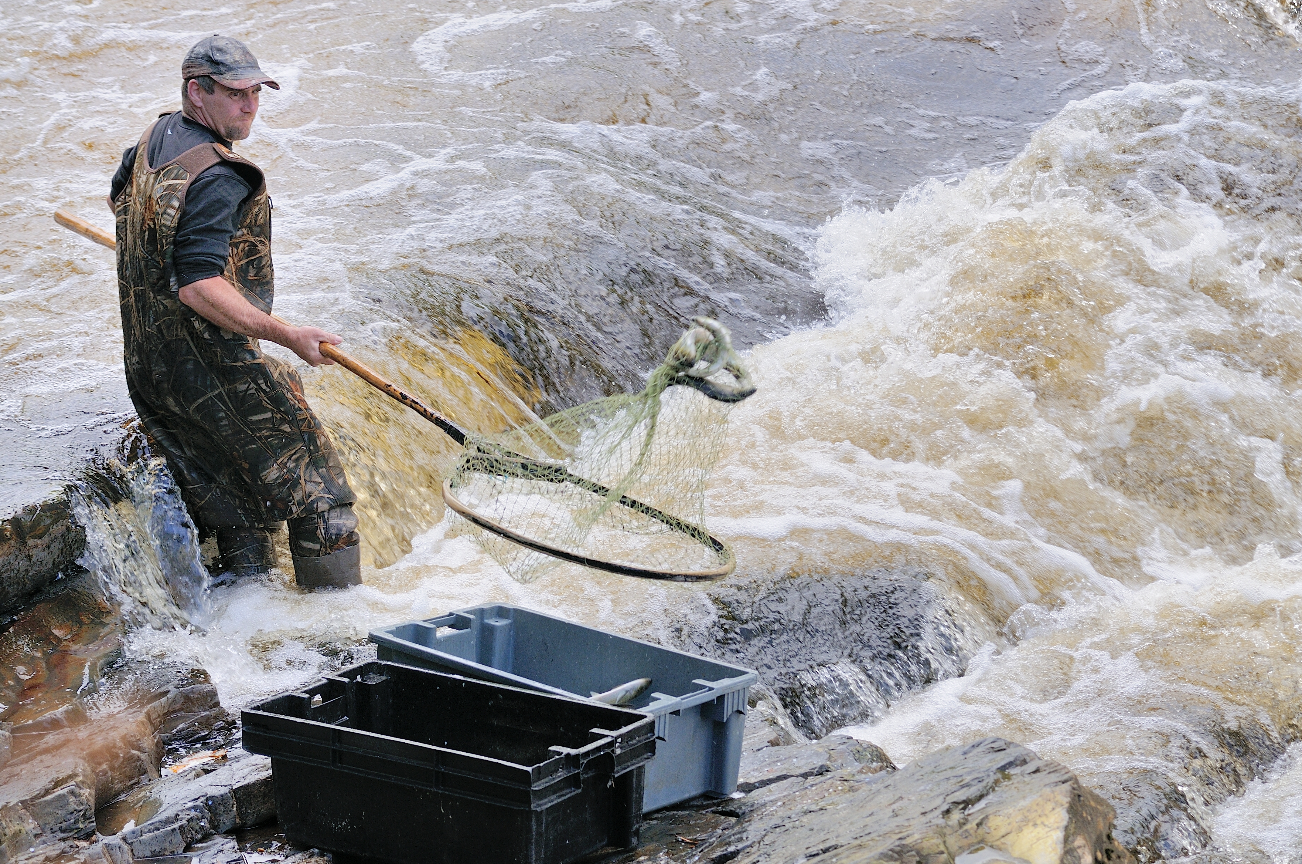 Commercial Fishing - dipping eels at Cook's Falls (c) Ron Smith 