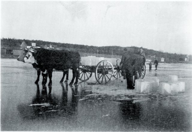 New Germany Lake - the oxen were hauling blocks of ice that would have been used in the ice house - before the days of refrigerators.  from Lana Veinotte 